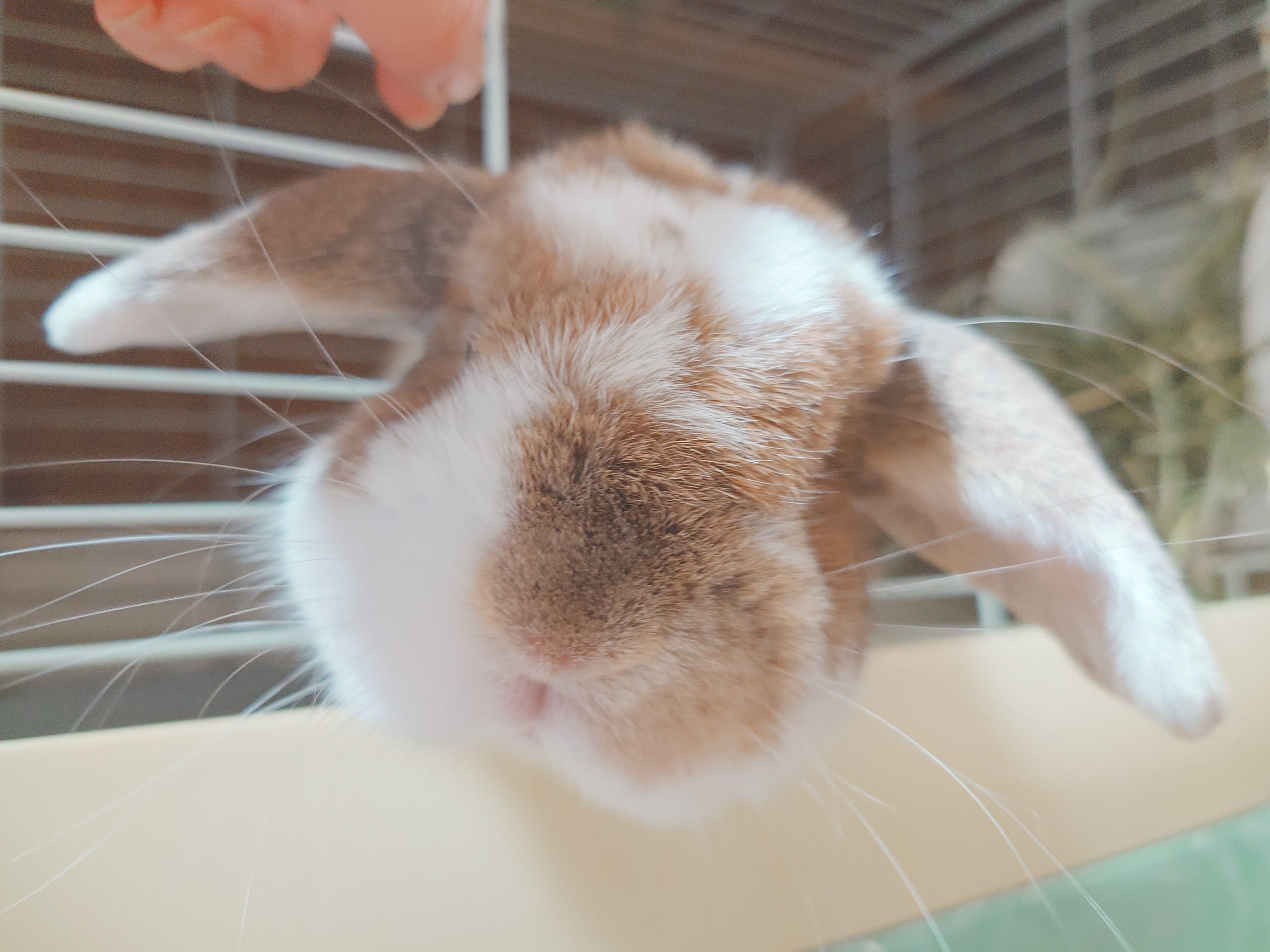 ♡うさぎ様♡専用ページ♡ らーめんを食べてる時が幸せなうさおじょ🍥 . . . #推して