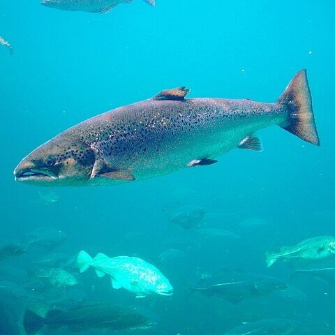 River barriers putting salmon ‘at risk of extinction’ #salmon #rivers #riveritchen

naturalworldfund.com/river-barriers…