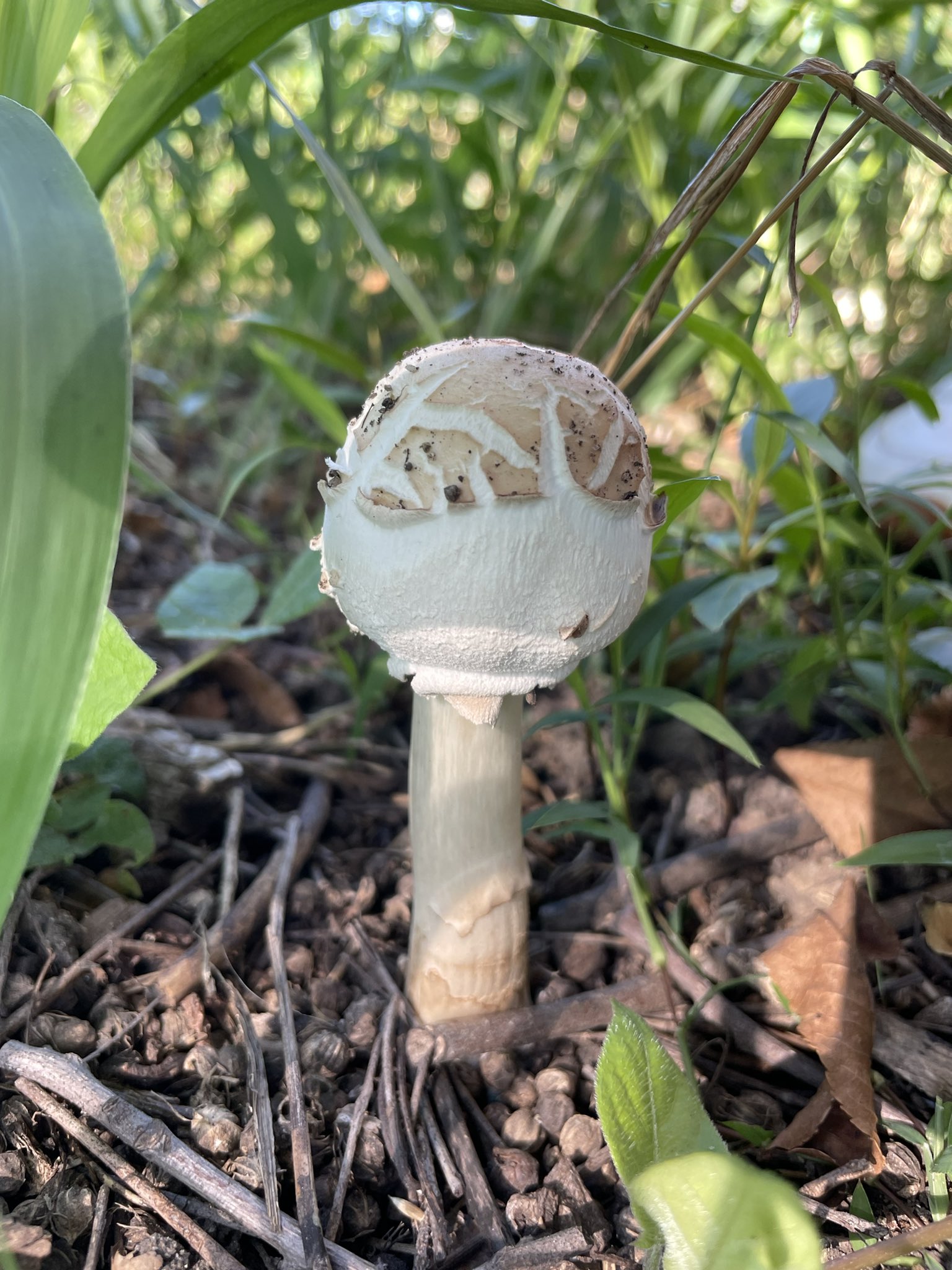 きのこ h2383-1.jpg