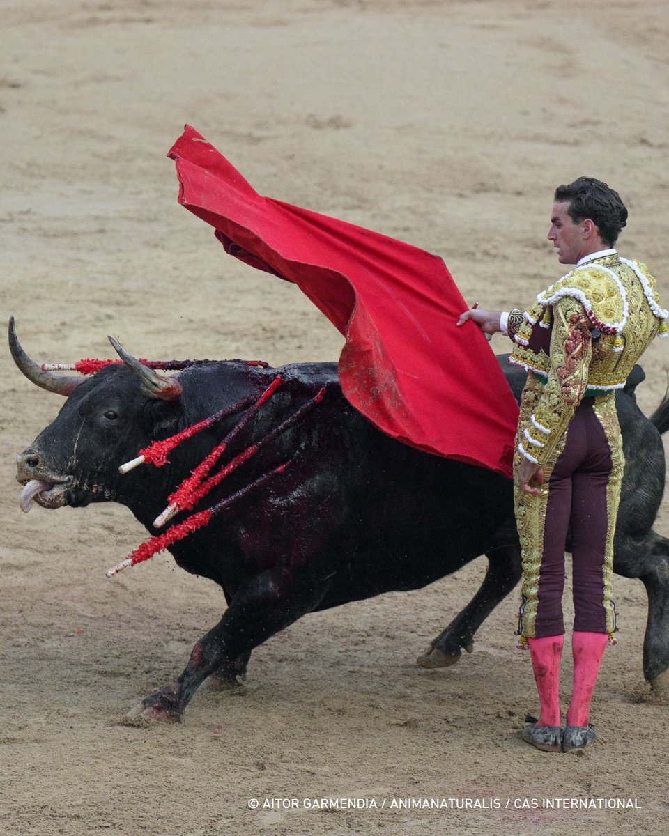⚠️💔 Las imágenes hablan por sí solas: los toros que corren en los encierros de Pamplona no celebran nada, sufren.

Seguimos trabajando para visibilizar y luchar contra las #FiestasCrueles en España.

✍️ y RP: FiestasCrueles.org