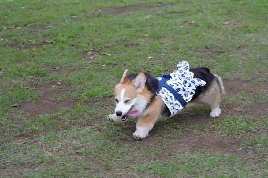 elmoelmodog's tweet image. すごい犬生を謳歌してるの可愛すぎるから見て欲しい💜
#コーギー
#コーギーのいる暮らし
#るーしーパパ撮影