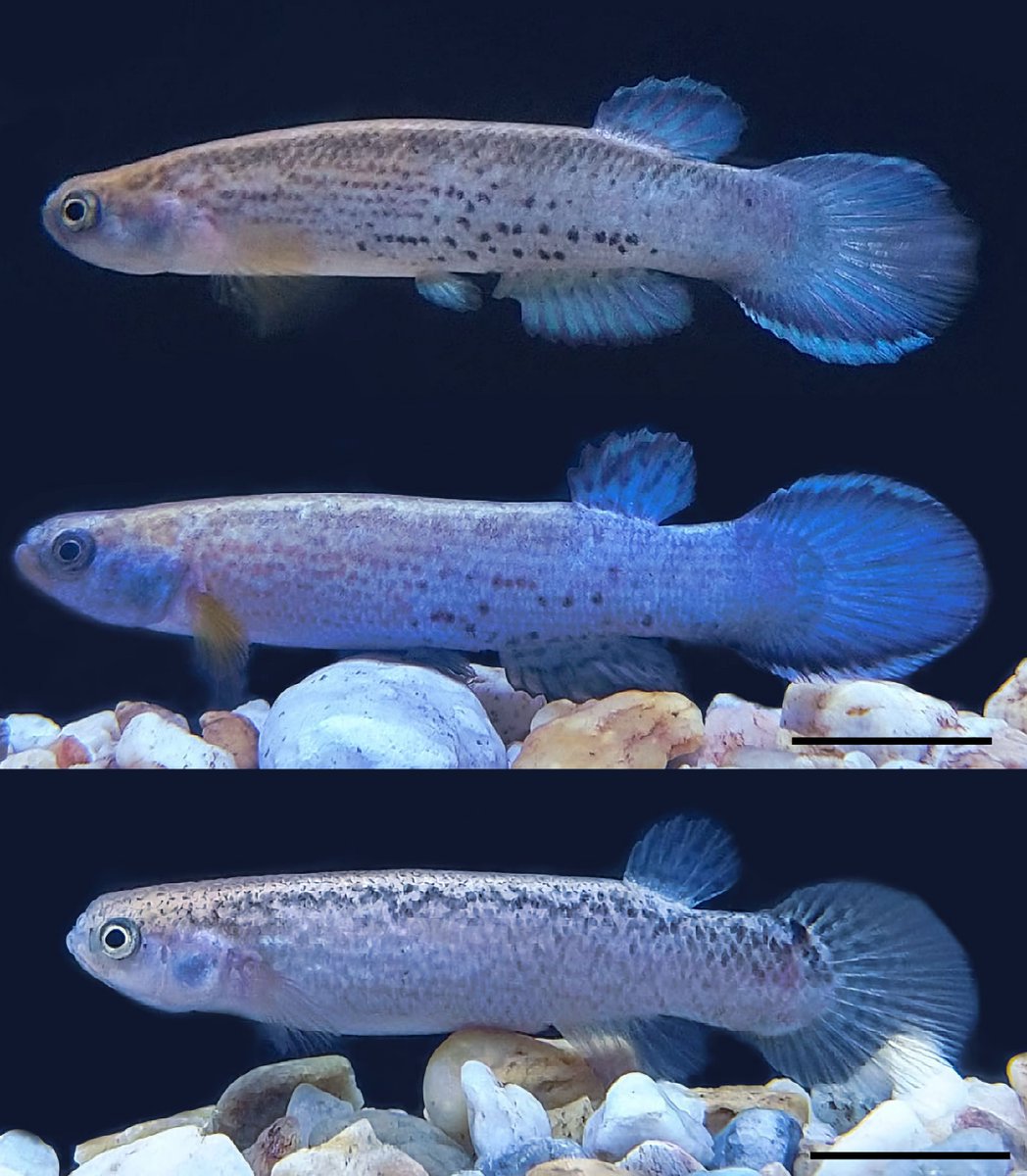 FishInTheNews's tweet image. 🔬 Researchers report the rediscovery of 𝐶𝑦𝑛𝑜𝑑𝑜𝑛𝑖𝑐ℎ𝑡ℎ𝑦𝑠 𝑚𝑦𝑒𝑟𝑠𝑖, in northern Yucatán mangroves , Mexico. This enigmatic species was described in 1936, and since then, no further collection of specimens have been reported.
🔒 onlinelibrary.wiley.com/doi/10.1111/jf…