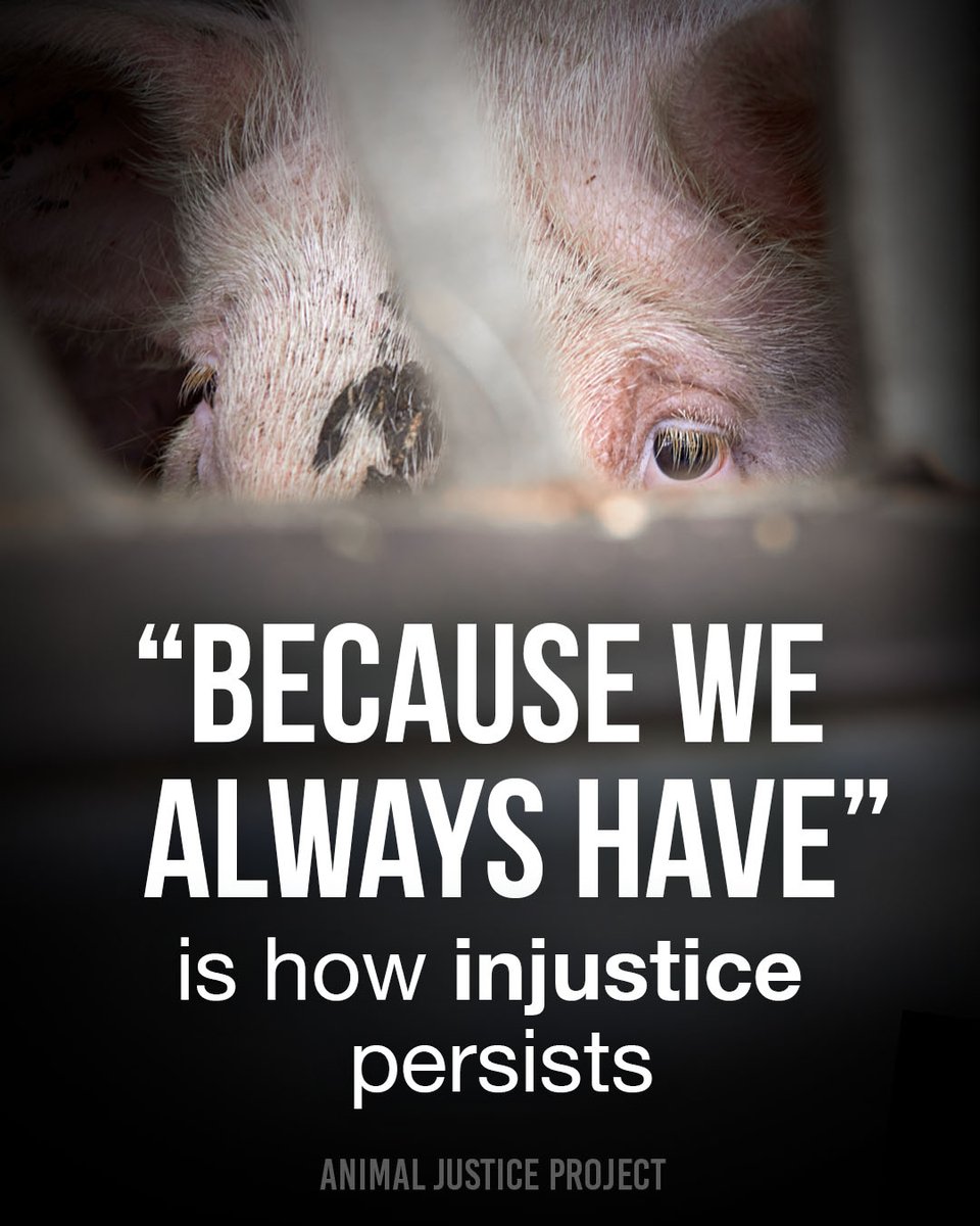 ajpReact's tweet image. History doesn’t justify cruelty. Progress means questioning, challenging, and changing what’s always been.

Let’s break the cycle and choose compassion.

#EndAllAnimalUse #Vegan #AnimalJusticeProject