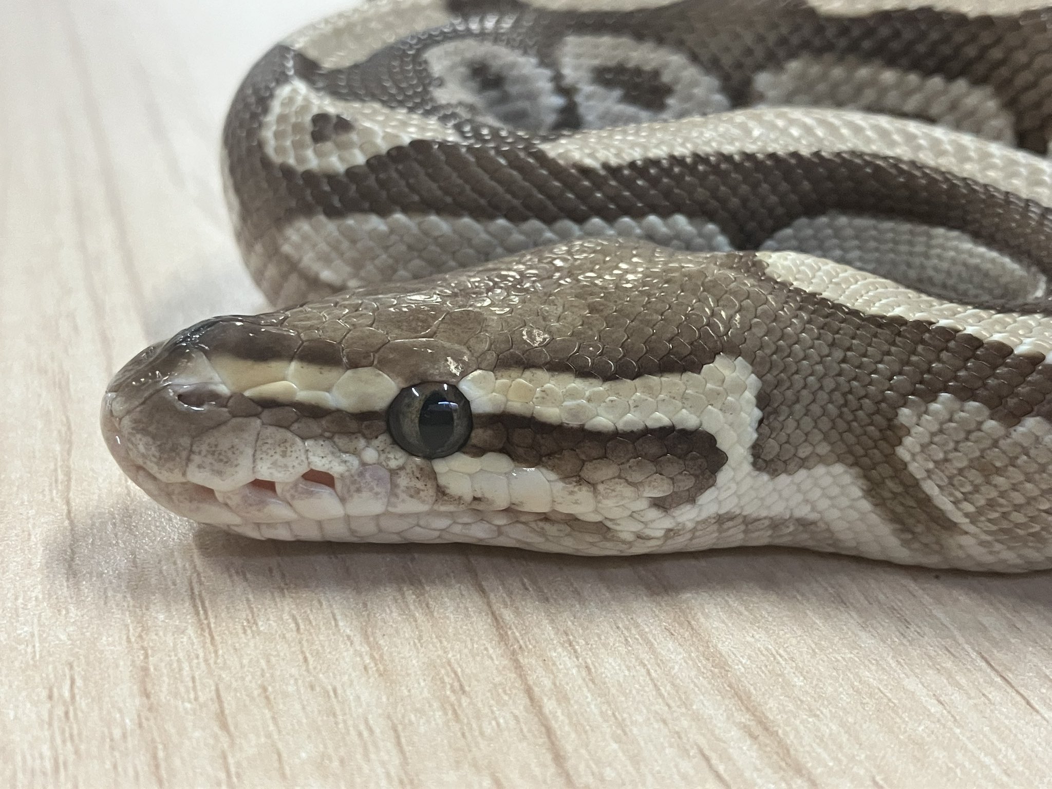希少　化石　ステップバイソンの角　シベリア産　５６㎝　価格応相談 人気新品 化石 希少 ステップバイソンの角 価格応相談 56