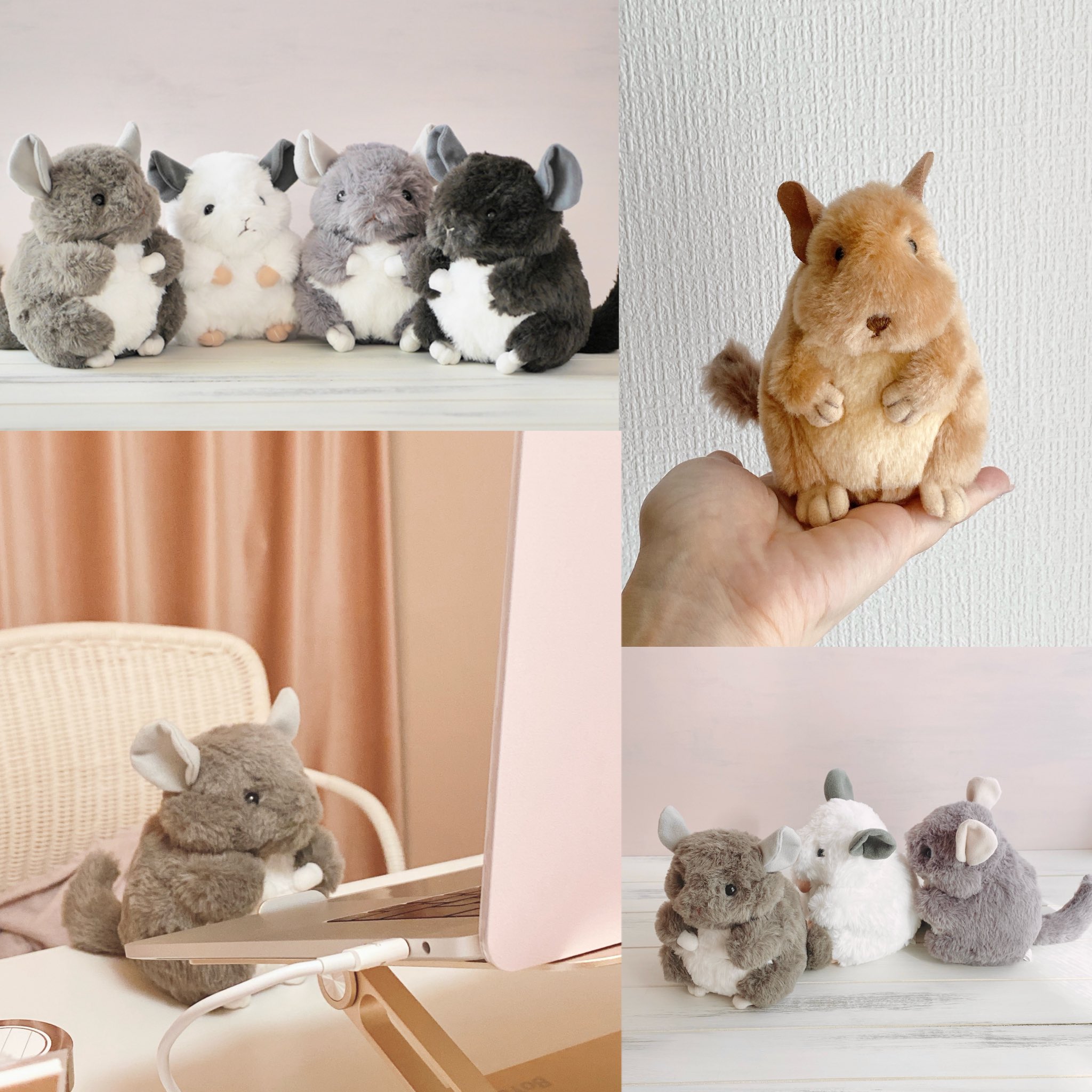 最後の一点！デンマーク産コペンハーゲン社 チンチラ チンチラ | 【全国120店舗以上】ペットショップ｜コーワペッツ