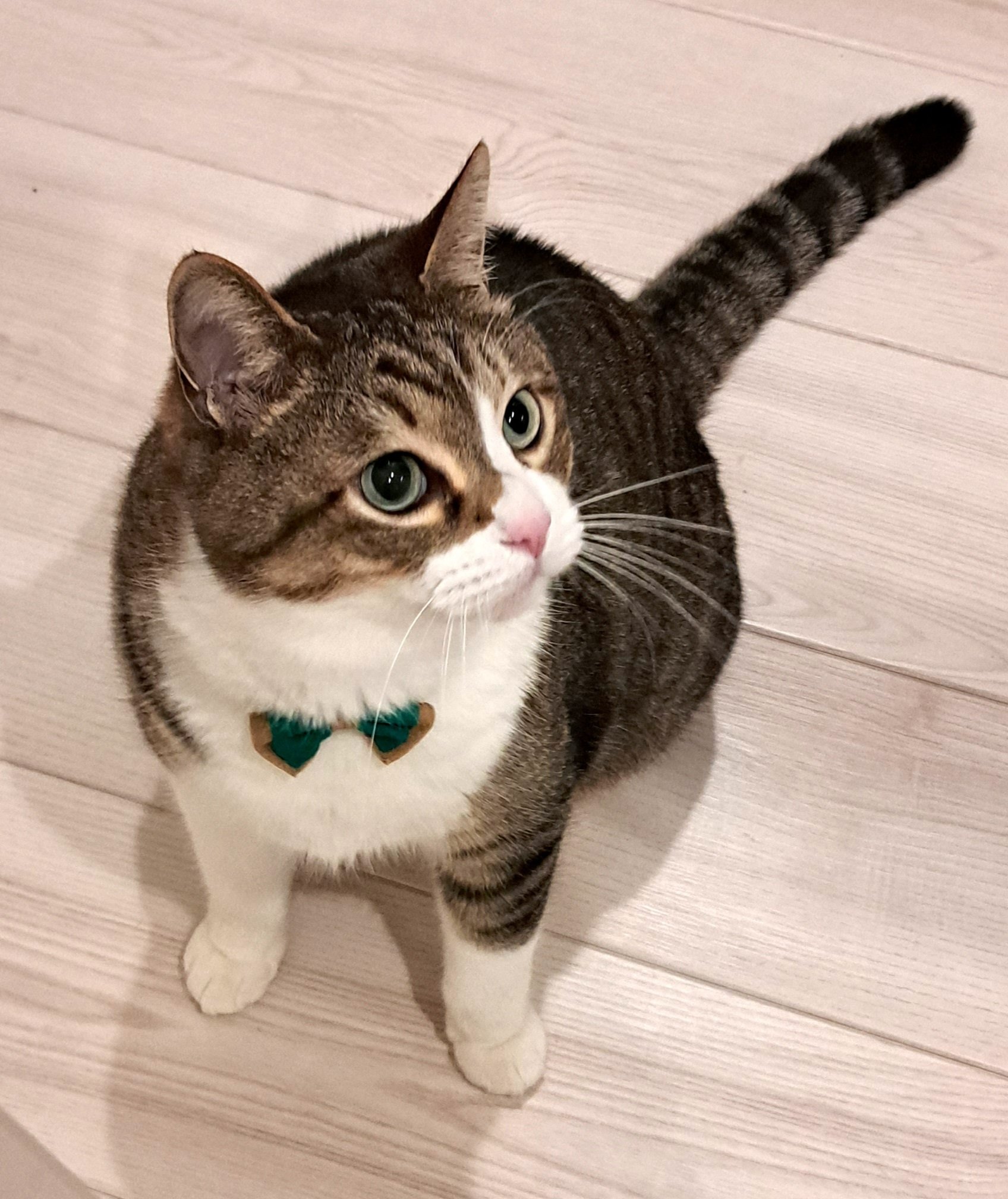 猫の写真 唖然。#黒猫つくねちゃん #Tsukune_chan #猫 #黒猫 #保護猫 #黒