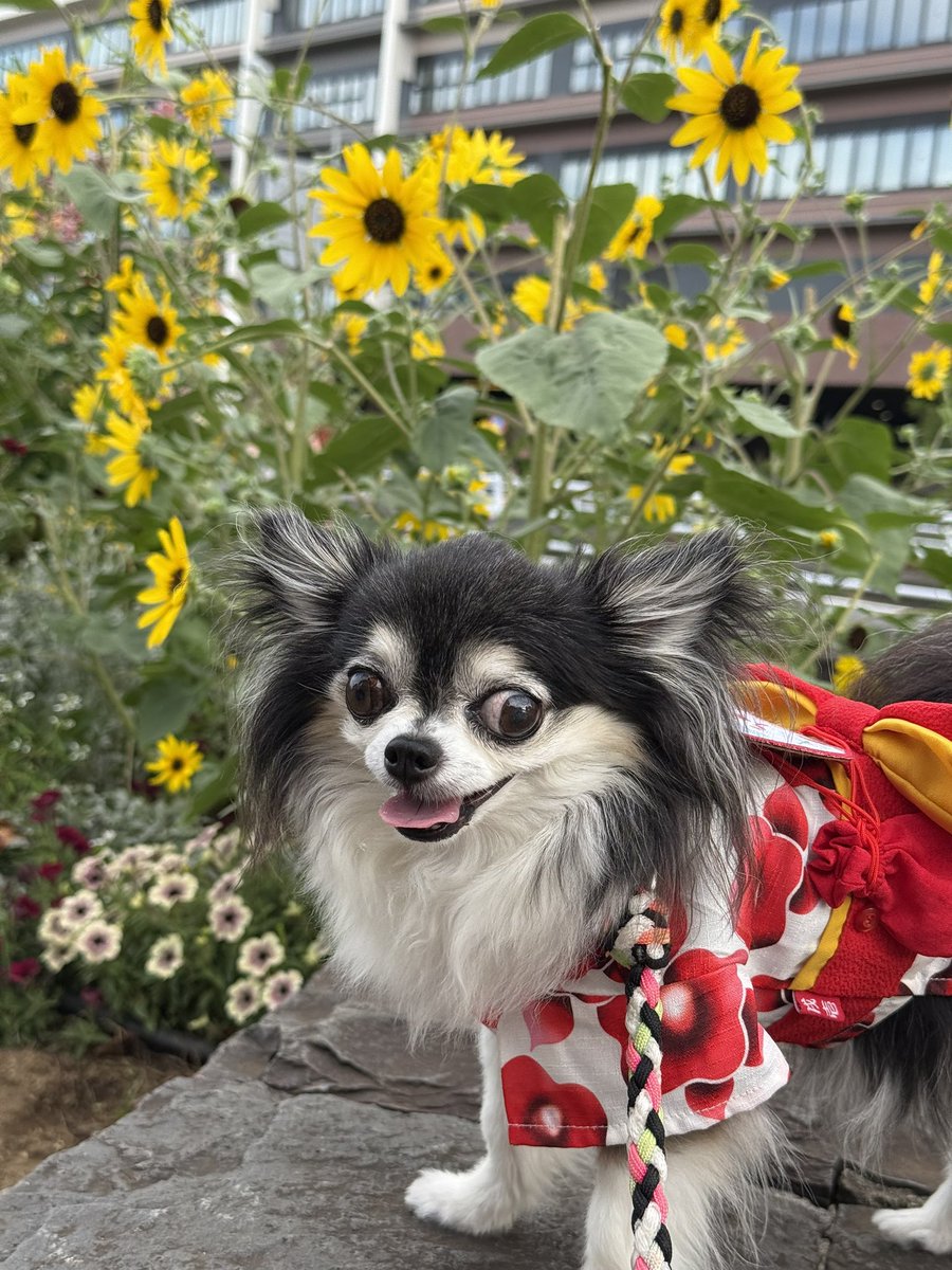 gooffam_0525's tweet image. 夏のわんこのイベント楽しかったね🐶🏮

浴衣姿のうちの子可愛すぎる🤦‍♀️