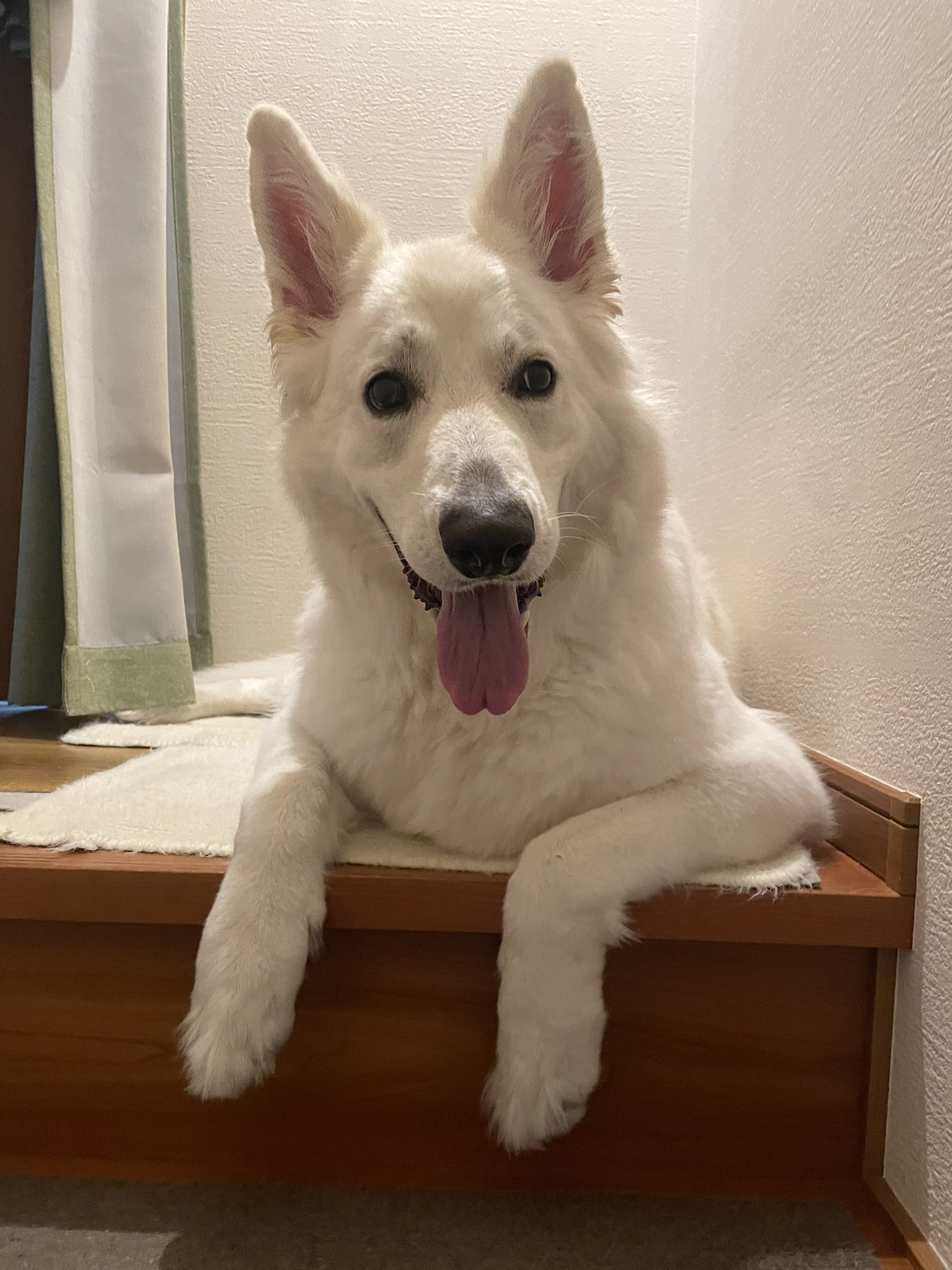 希少　バレンシアガ　シェパード　Shepherd　犬　大判正方形スカーフ　白 希少 バレンシアガ シェパード Shepherd 犬 大判正方形スカーフ 白