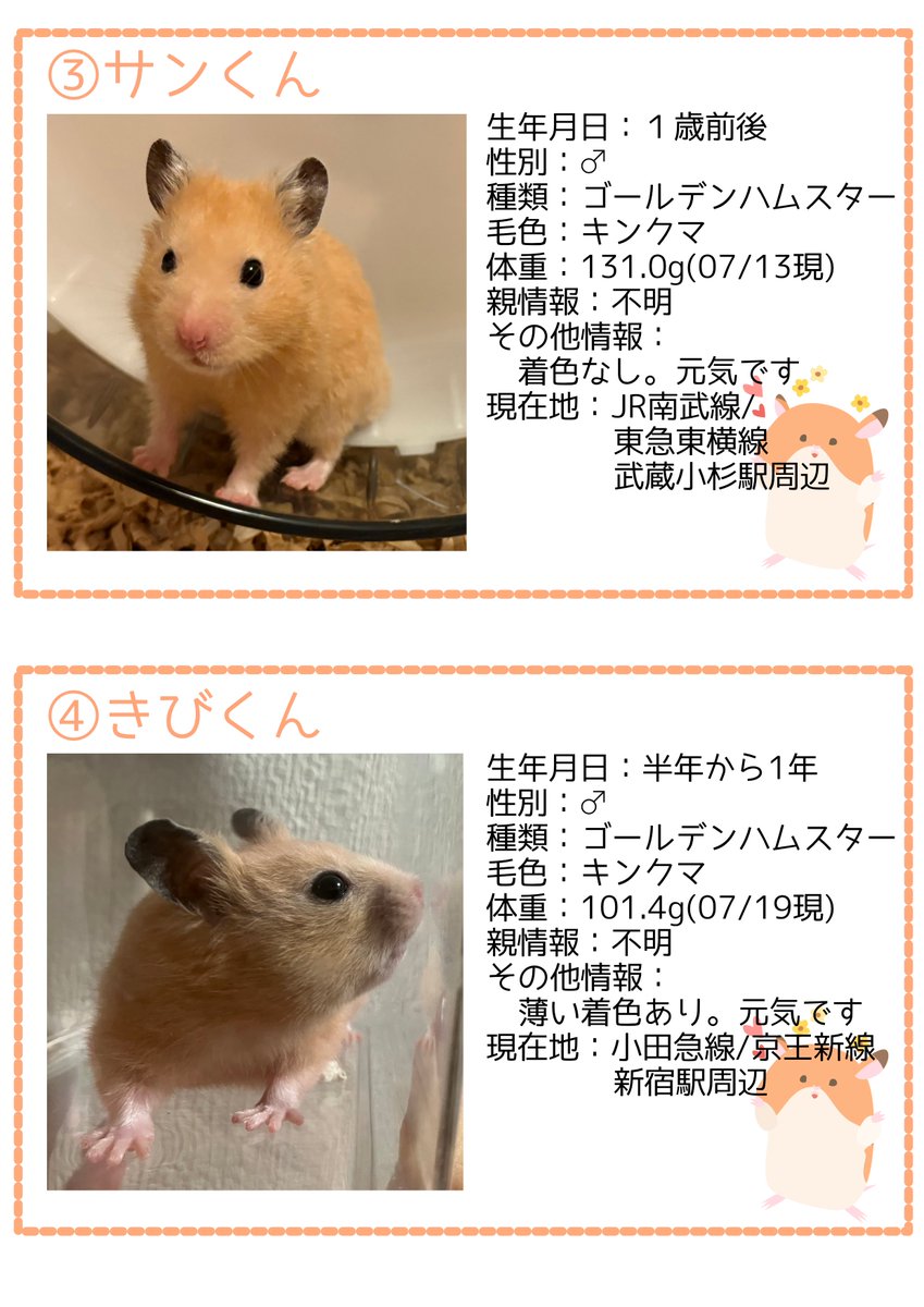 ham_edia's tweet image. 【お知らせ】
先日の多頭飼育崩壊で保護した子たちの中で、元気な子の里親募集を開始しました。
保護経緯については改めてコチラをご参照ください。
ham-media.net/actions/202507…
1枚目の募集条件の画像をよくご確認いただき、里親にご興味のある方はDMをお送りください。
#ハムスター
#里親募集