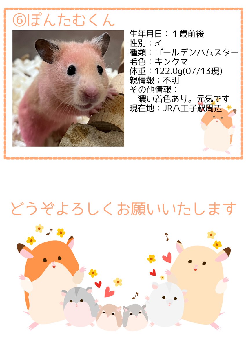 ham_edia's tweet image. 【お知らせ】
先日の多頭飼育崩壊で保護した子たちの中で、元気な子の里親募集を開始しました。
保護経緯については改めてコチラをご参照ください。
ham-media.net/actions/202507…
1枚目の募集条件の画像をよくご確認いただき、里親にご興味のある方はDMをお送りください。
#ハムスター
#里親募集