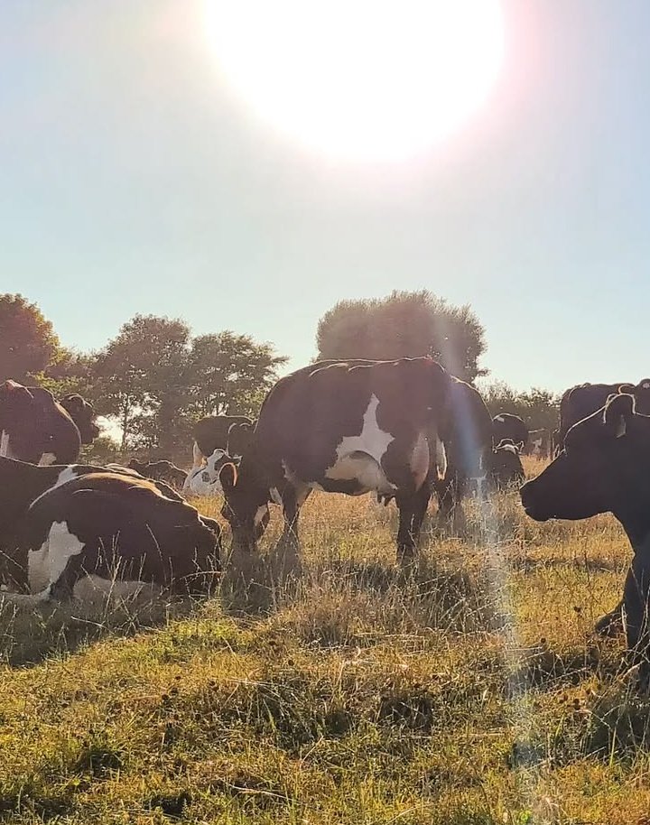 IsaacItungo's tweet image. Young Black and cows 😄😄😄