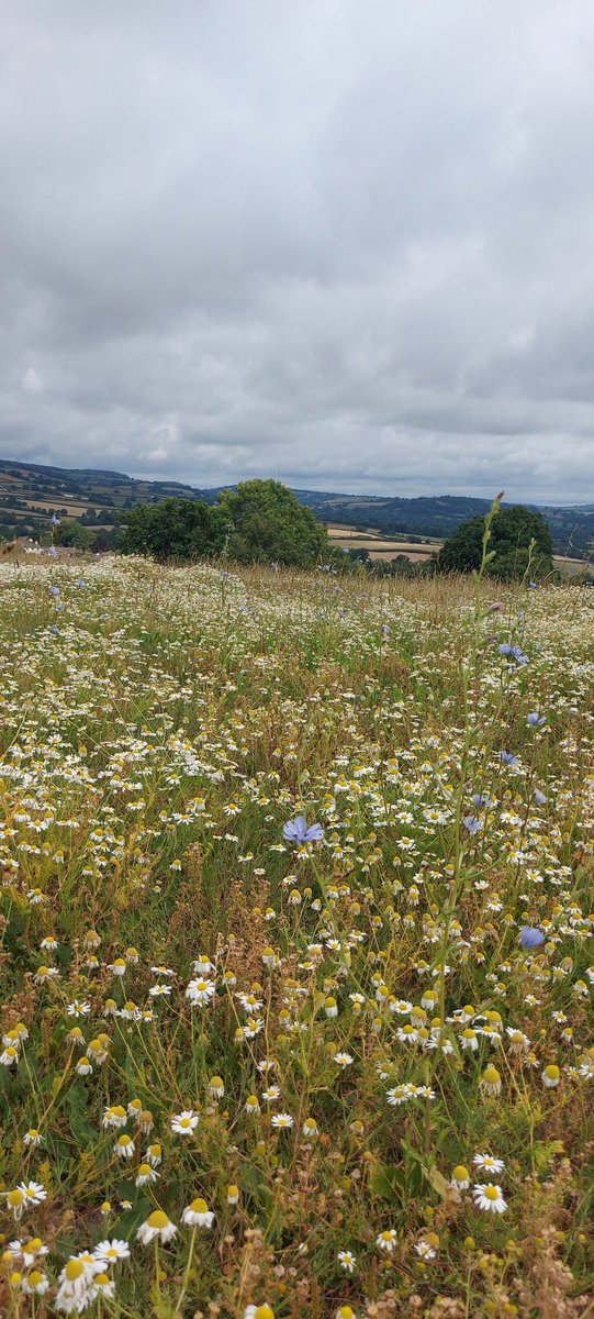 AnnDHenderson's tweet image. Lovely few days in #Devon with family #TimeOff
