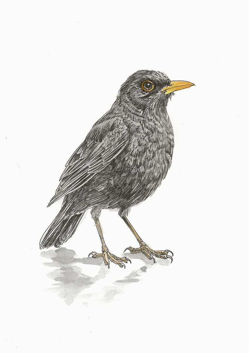 In de serie 300 ook maar weer eens een merel. Gewoon omdat ze altijd zo lekker laag hij de grond zijn. 

‘Laat me slapen’
29,7 x 21 cm
Inkt en aquarel op papier

Delen helpt mij enorm! Dank u