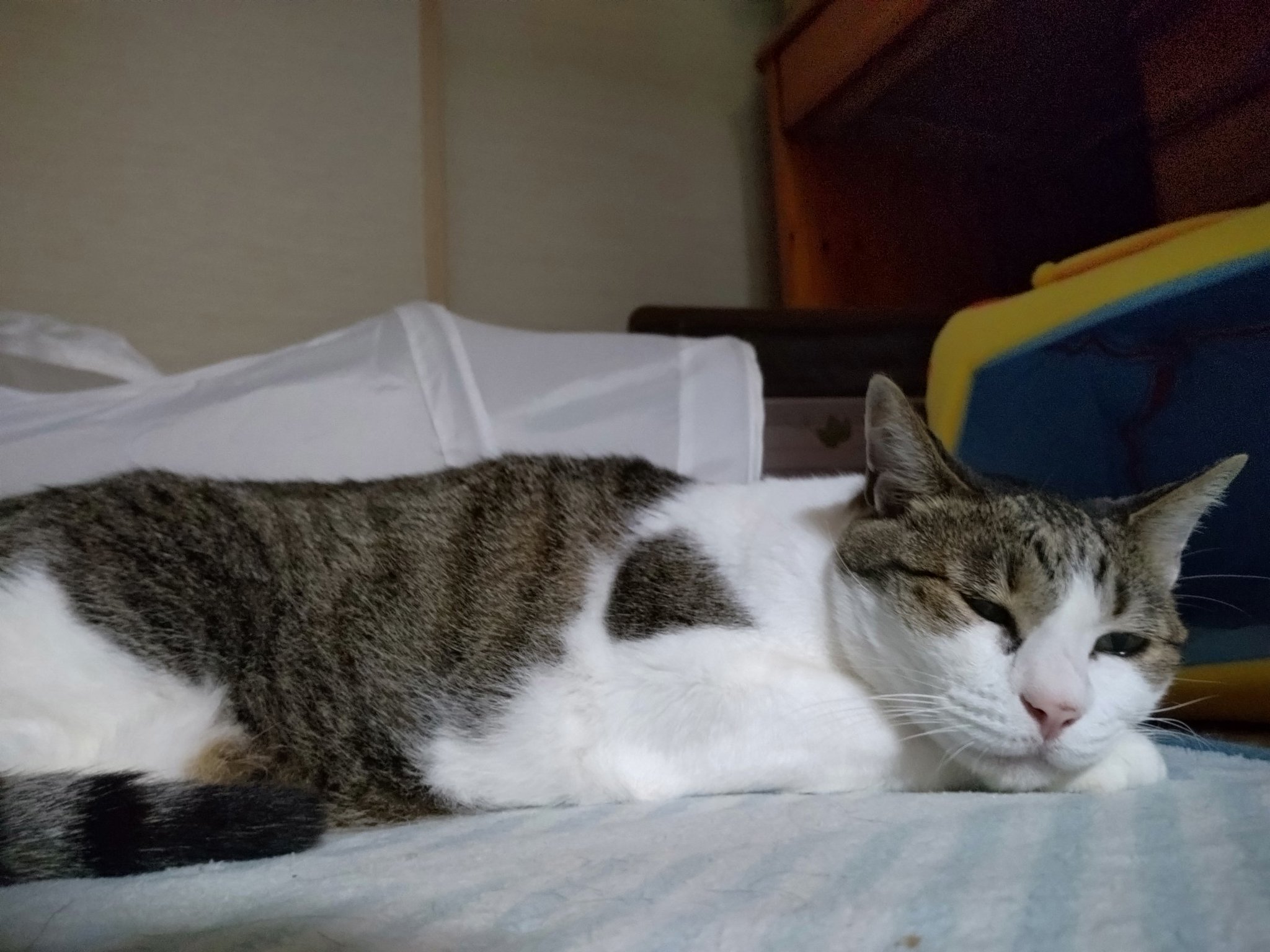 幸猫 🐱幸猫～sachineko～🍀🌈✨️ (@sachineko358) • Instagram