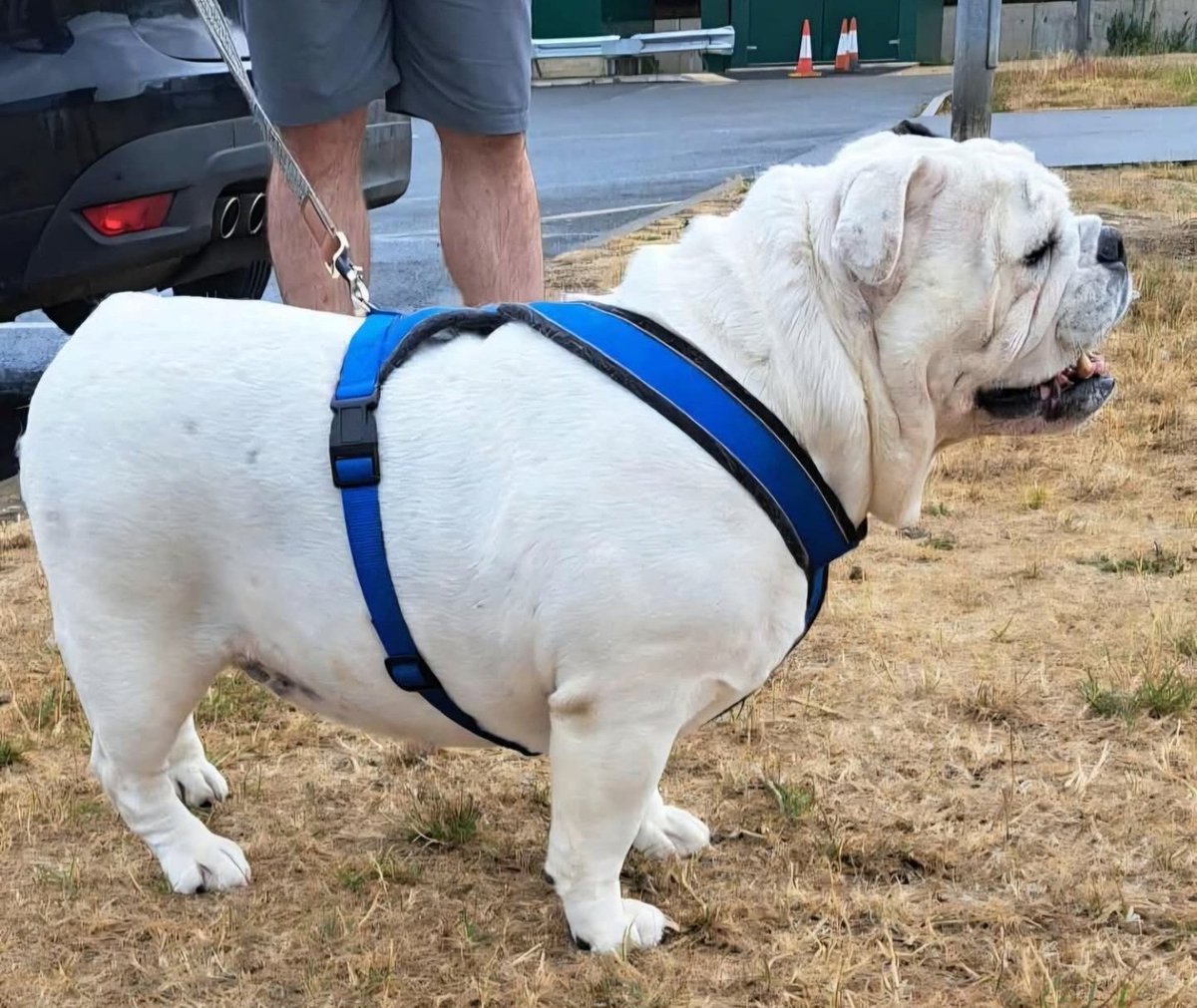 The Edward Foundation (@edwardsfriend) on Twitter photo EF Prissy settling in to foster home over next few days, great with cats, no to other dogs #rescue #AdoptDontShop #englishbulldogs@EdwardsFriend EF Prissy settling in to foster home over next few days, great with cats, no to other dogs #rescue #AdoptDontShop #englishbulldogs@EdwardsFriend