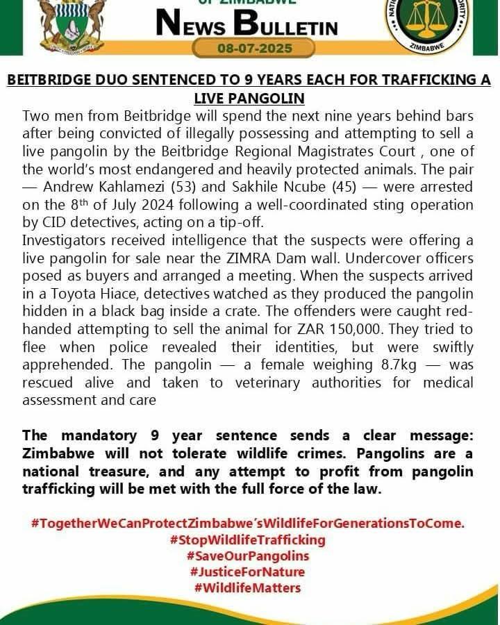 Two men convicted and sentenced to 9 years imprisonment after getting arrested for possession of a  live female pangolin in Beitbridge 🇿🇼 . They were trying to sell it for ZAR 175 000