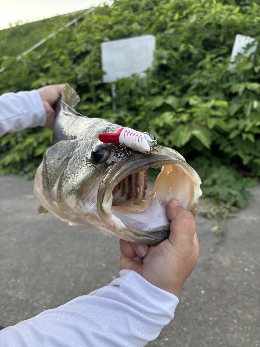 DH1Sml512L43180's tweet photo. 初めてバスを釣りに行きました🐟
ジェイボーイで良く釣れるとのことでウキウキで投げてみたら54センチのバスが釣れたよ😊

使用タックル
ビーテスラー2nd
PE0.4号
リーダー5lb

#レオンのプライベートコンテスト
#ナッゾジグヘビーゾーン 
#ジェイボーイ 
#インクスレーベル https://t.co/TNYGosk7lP
