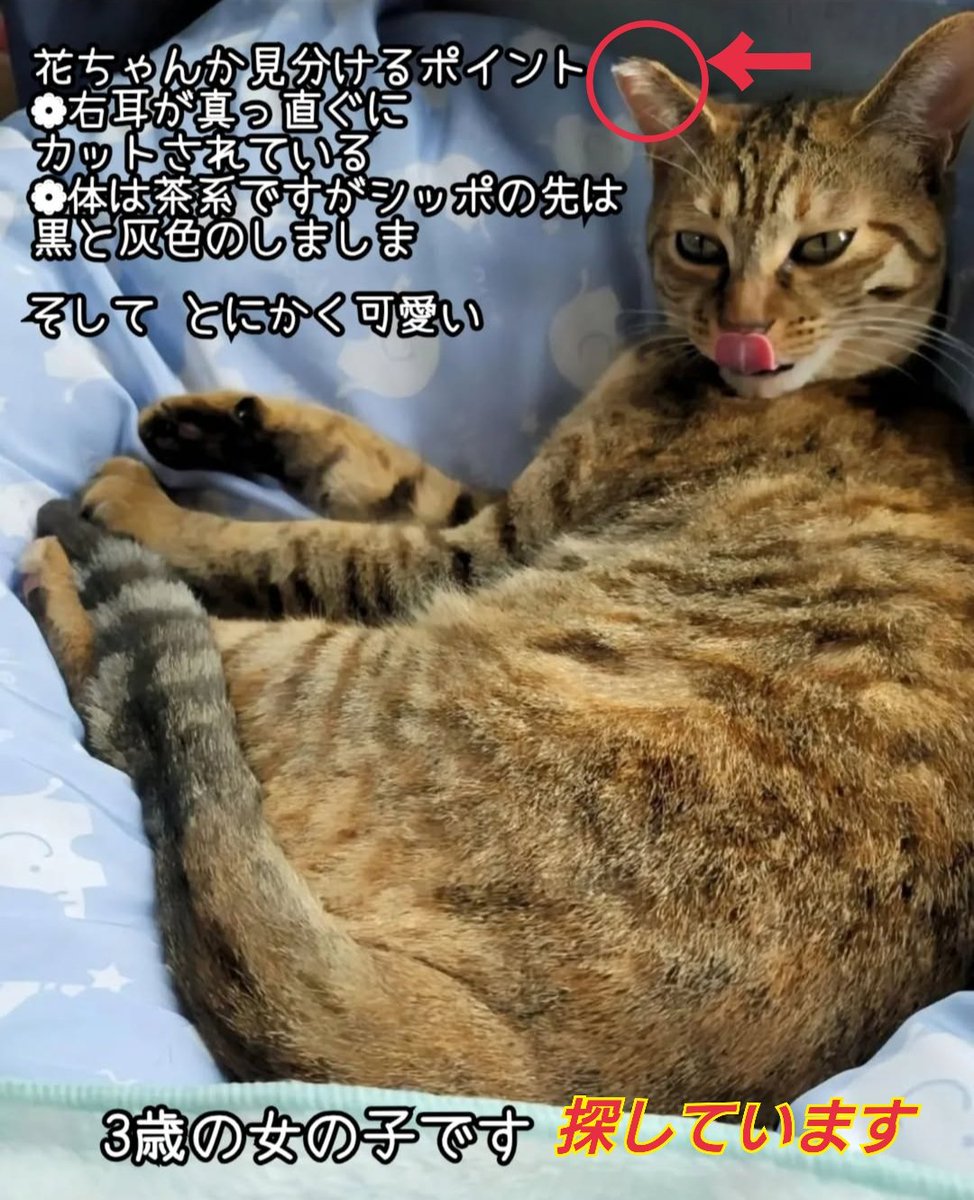 猫を探しています。花ちゃん3歳。麦わら猫または茶系のキジトラ。2024年4月11日横浜市金沢区富岡東の自宅から行方不明です。長い時間が過ぎてしまっていますが必死で探しています。
#猫を探しています 
#拡散希望 
#リポストお願いします 
#横浜市金沢区 
#花 
#迷子猫
