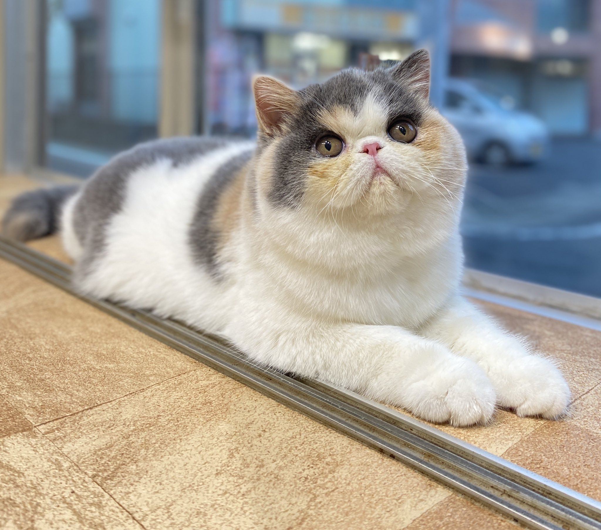 Whiskers Cat on X: 