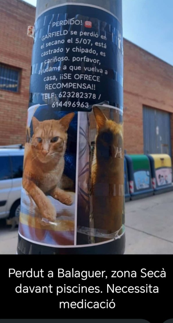 🆘🆘🆘 #Gat #Perdut a #Balaguer zona Secà, davant piscines. Necessita medicació 👇