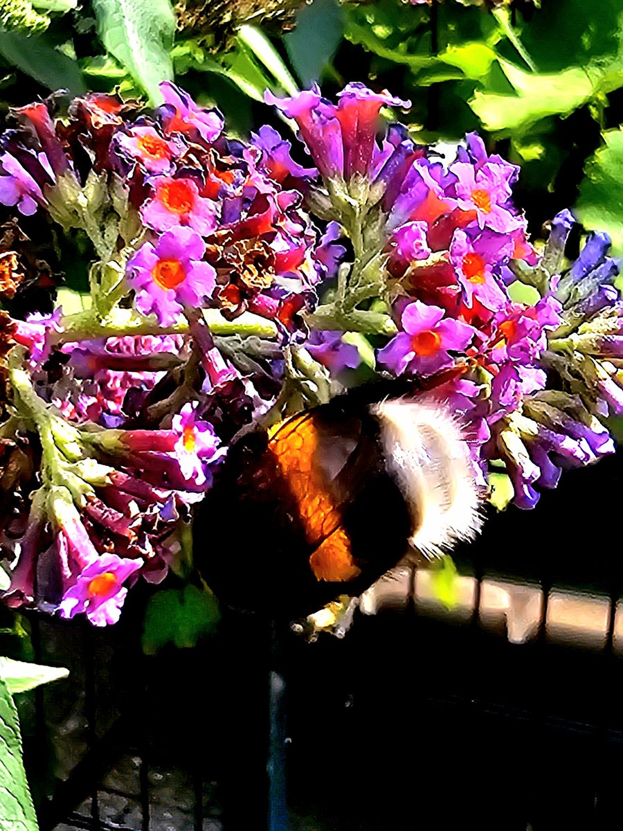 Bei der Hummel musste ich zweimal hinschauen. 😳 Die war riesig.