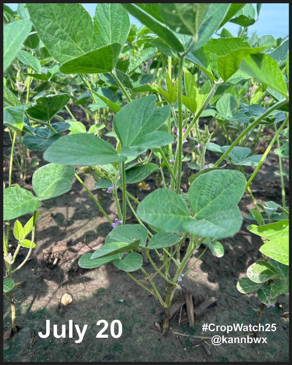 🌱It hardly looks like the same field....

More than 6 inches of rain and warm, humid weather last week allowed for substantial improvement to the #CropWatch25 #soybeans in southeast Illinois. Big step up in yield potential here, but lots can still happen pending August weather.