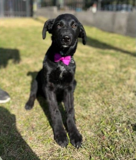 eltuitdemarsh's tweet image. Cachorrita, de 5 a 6 meses, en adopción. Se encuentra esterilizada, vacunada y desparasitada. Es muy regalona pero tímida. Actualmente se encuentra en un campamento, ha perdido peso y necesitan sacarla de ahí. Si deseas darle un hogar, comunícate al +56990775206.
#PuenteAlto