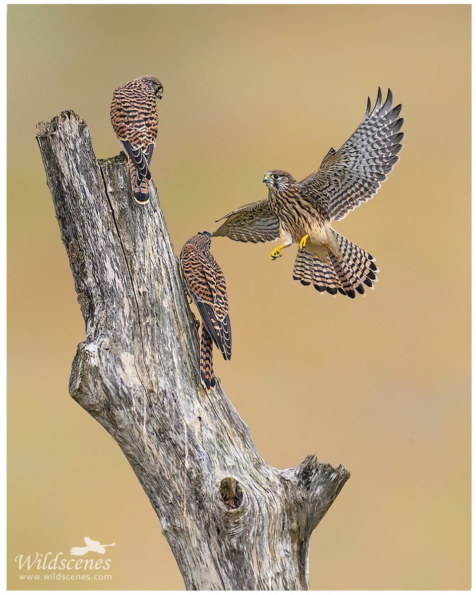 John Gardner (@wildscenesuk) on Twitter photo Juvenile kestrels today enjoying the damp Yorkshire weather <a href="/RSPBAireValley/">RSPB Fairburn Ings and RSPB St Aidan’s</a> <a href="/UKNikon/">Nikon UK & Ireland</a> <a href="/Natures_Voice/">RSPB</a>
#Nikkor400mm Juvenile kestrels today enjoying the damp Yorkshire weather <a href="/RSPBAireValley/">RSPB Fairburn Ings and RSPB St Aidan’s</a> <a href="/UKNikon/">Nikon UK & Ireland</a> <a href="/Natures_Voice/">RSPB</a>
#Nikkor400mm