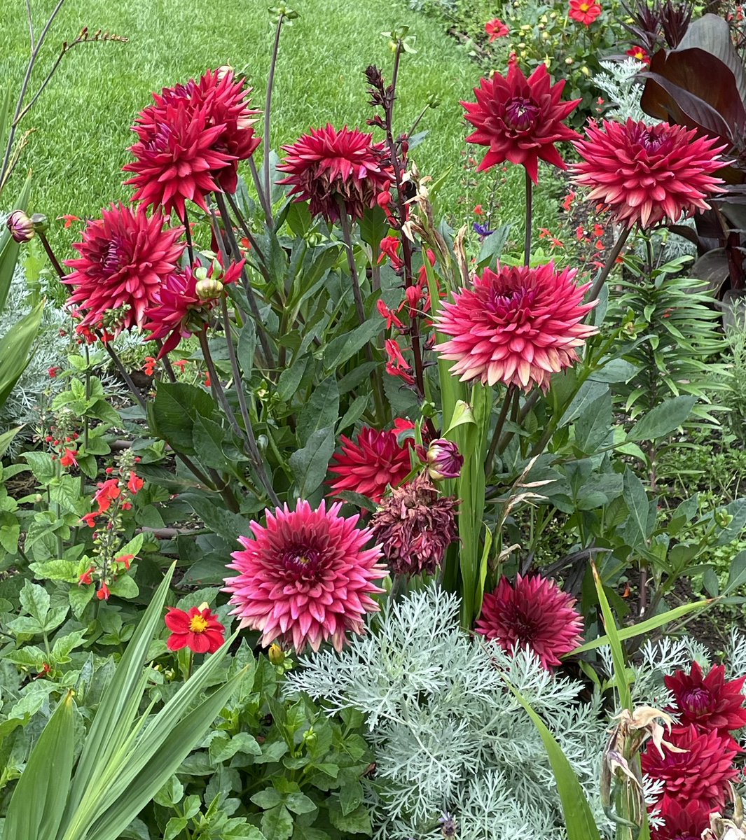 Yıldız Çiçekleri açmış❤️