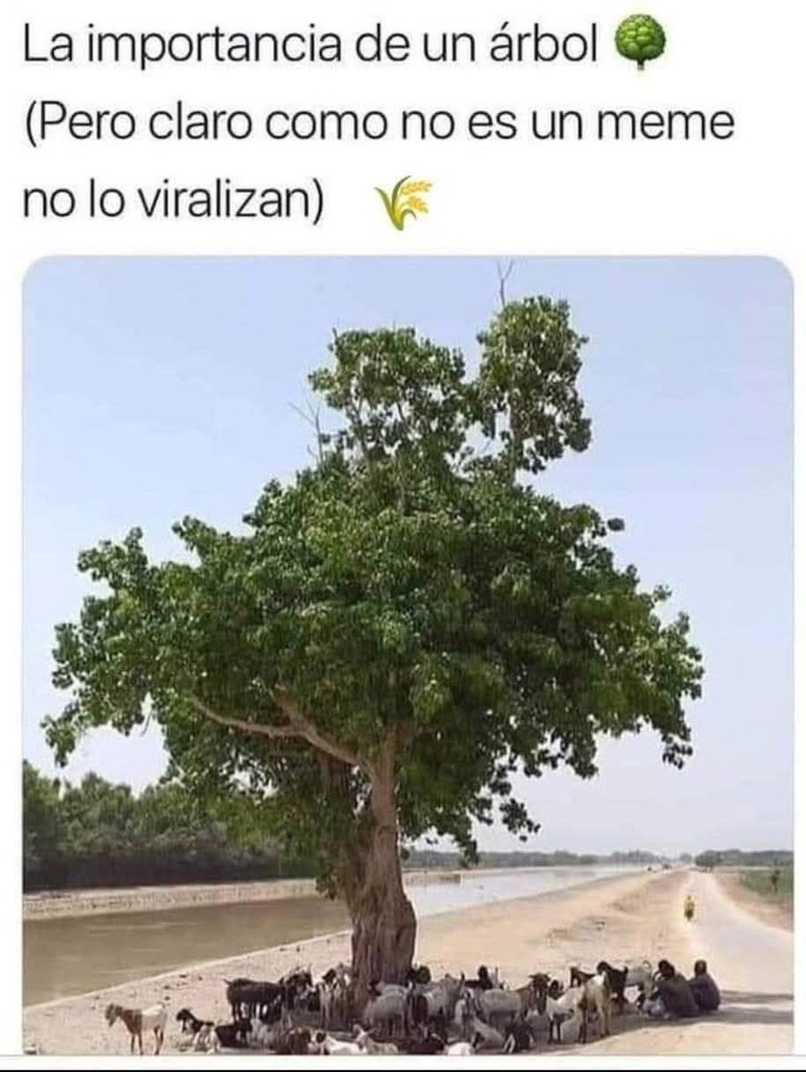 Rincón Curioso (@rincncuriosoo) on Twitter photo 