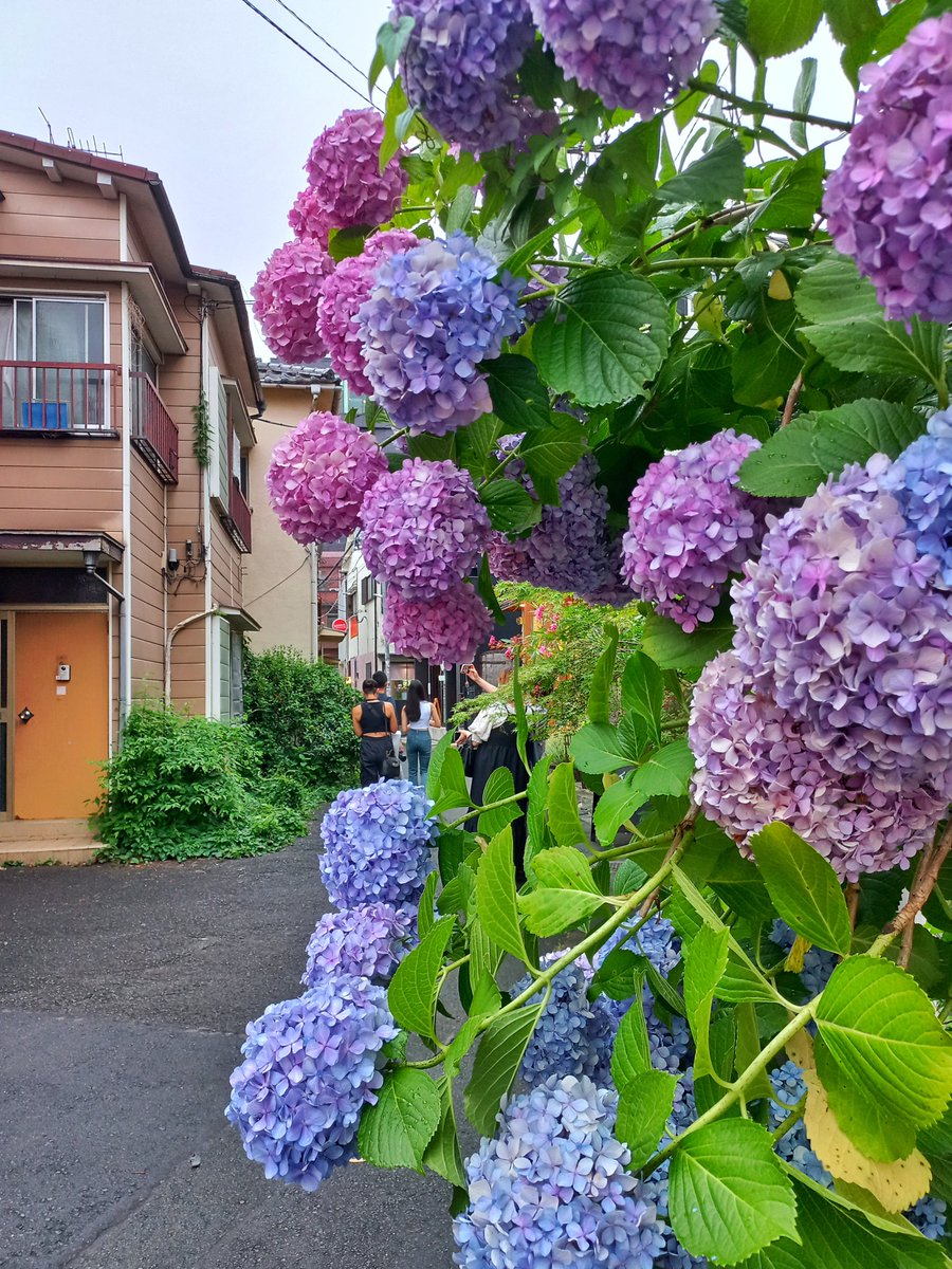 Lovely set of flowers across an alley in Tokyo!🌸

Photo by <a href="/ShrishHardas/">Shrish Hardas</a> 

#tokyo #japan #travel #photography #photographer #flowers #nature #city #japanese #beauty