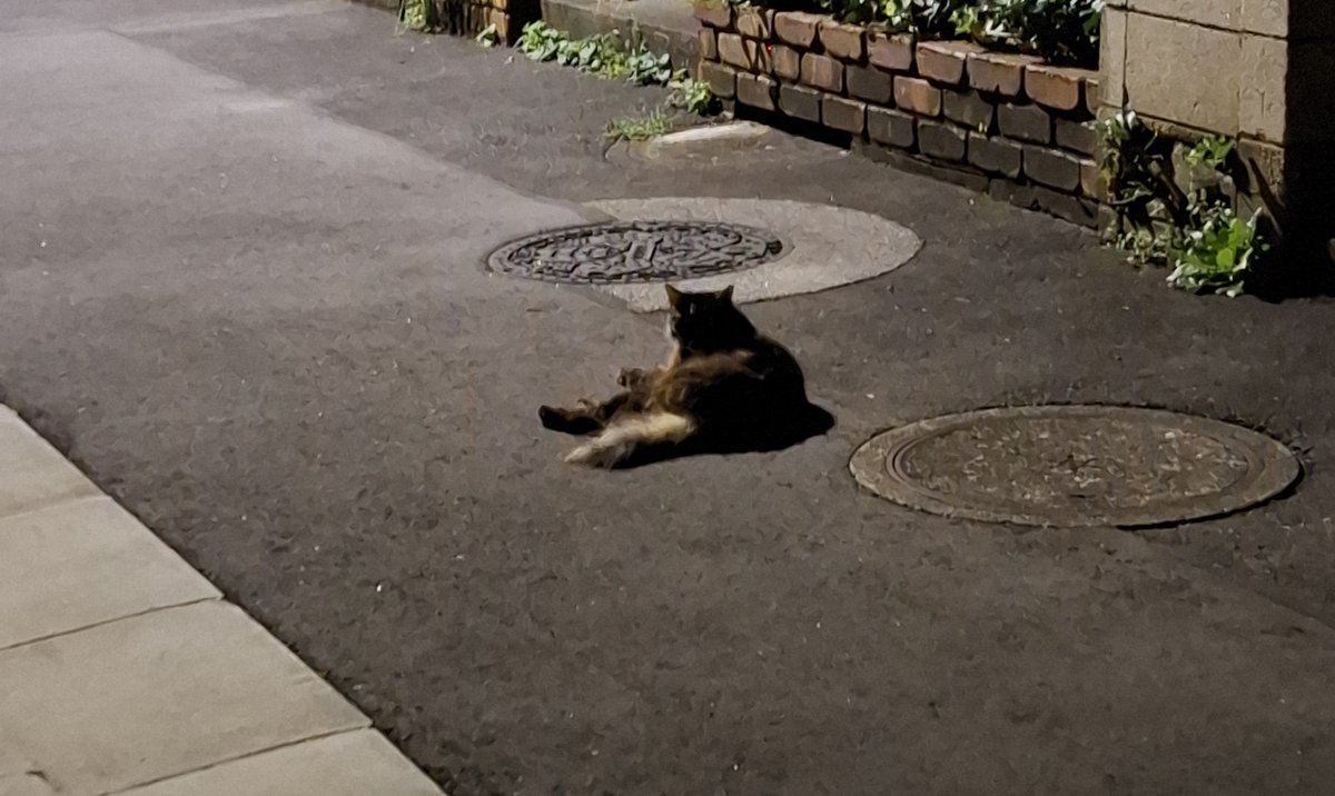 o_uminchu's tweet image. 今夜はぐっすり眠れます。
我らに一瞥もくれず、鼻歌うたう御猫様にも会えましたし。
@satolovevillage
@aburibato
@SHIZUIDANAI