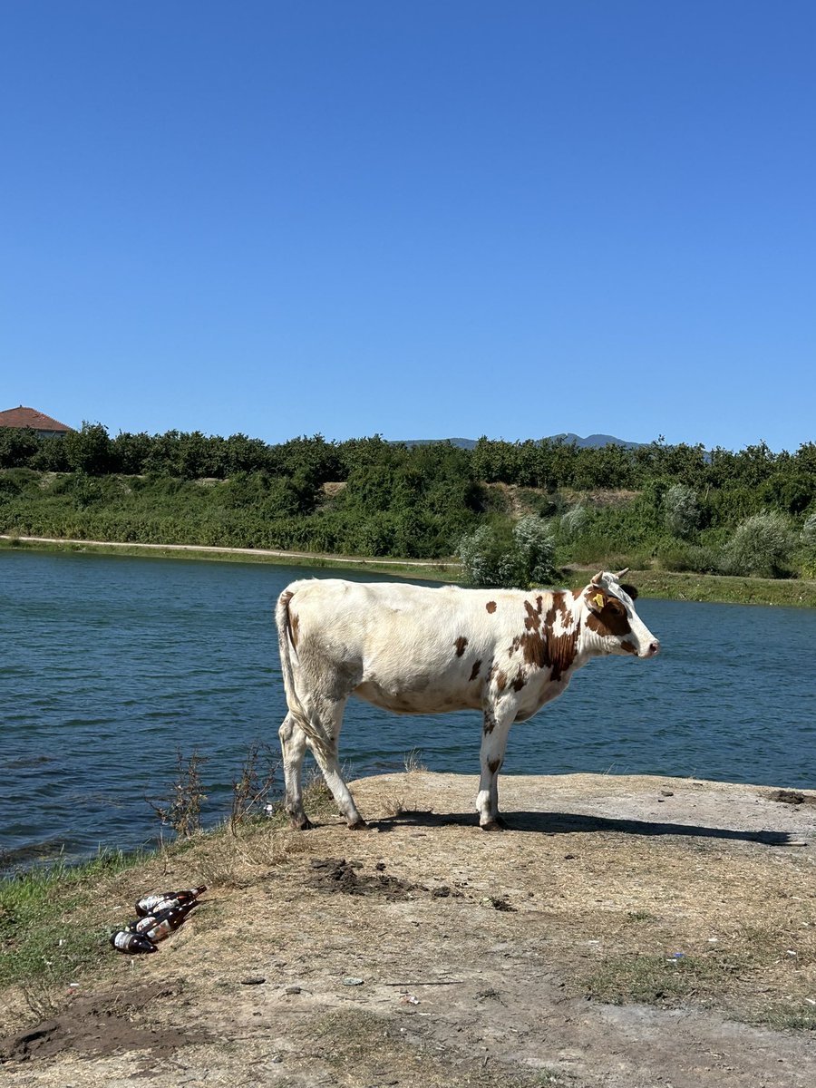Suyunu içip giden inek 
Vs
İnsan.