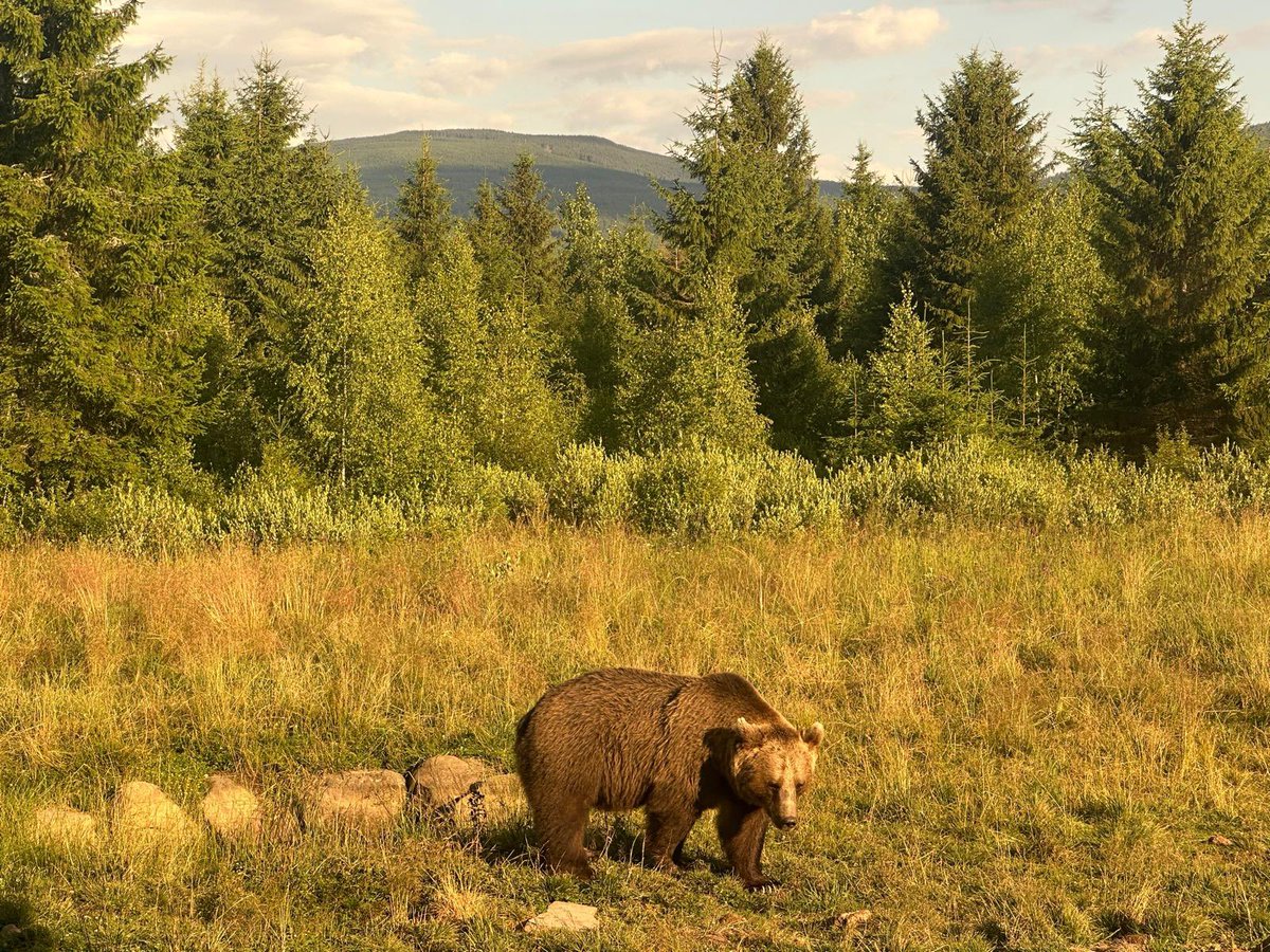Greenwings's tweet image. A few picture postcards sent in by Andre, from our current tour in Romania for butterflies, botany, and bears! 🐻