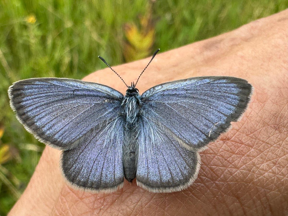 Greenwings's tweet image. A few picture postcards sent in by Andre, from our current tour in Romania for butterflies, botany, and bears! 🐻