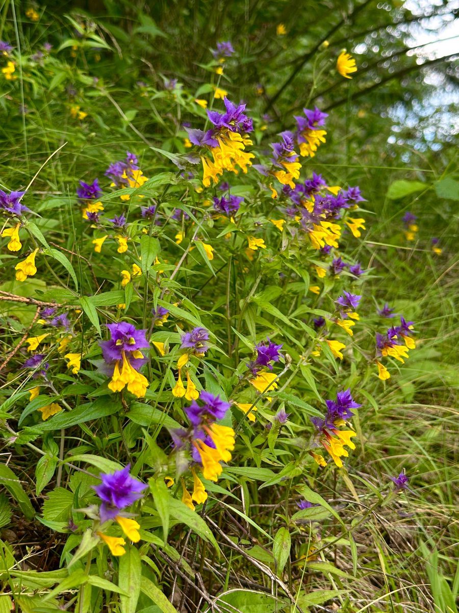 Greenwings's tweet image. A few picture postcards sent in by Andre, from our current tour in Romania for butterflies, botany, and bears! 🐻