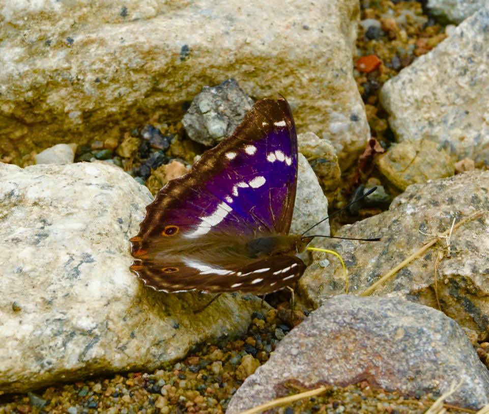 Greenwings's tweet image. A few picture postcards sent in by Andre, from our current tour in Romania for butterflies, botany, and bears! 🐻