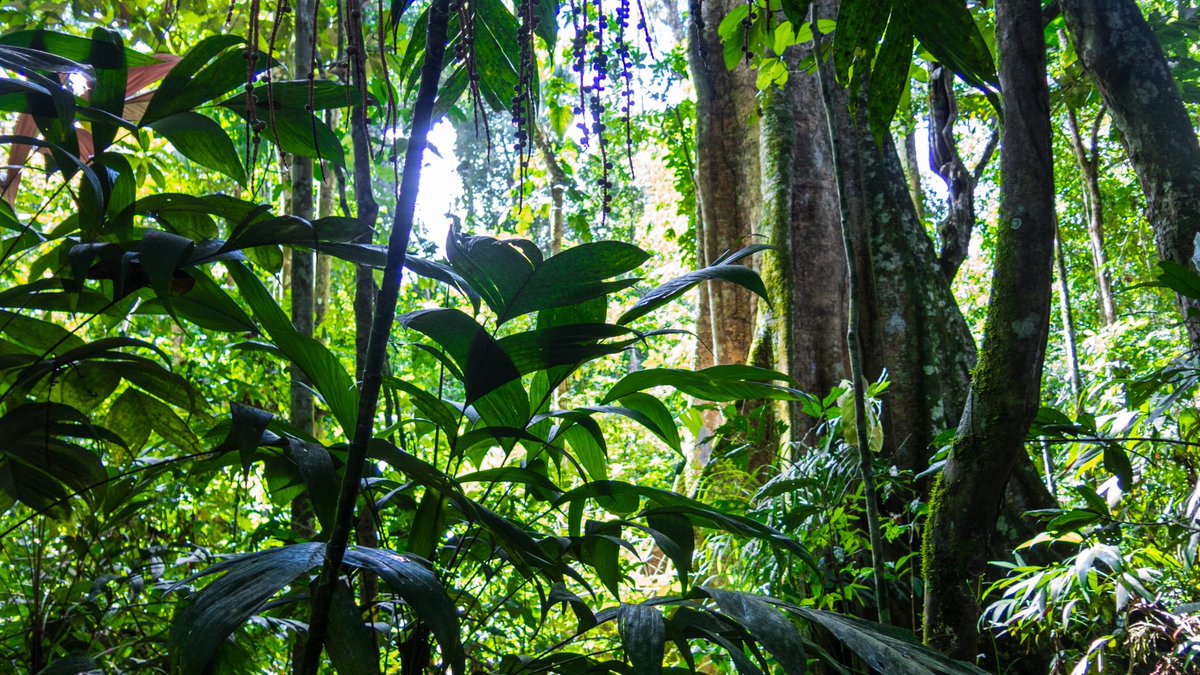 treemissions's tweet image. “There is no Wi-Fi in the forest, but I promise you will find a better connection.”
— Ralph Smart
