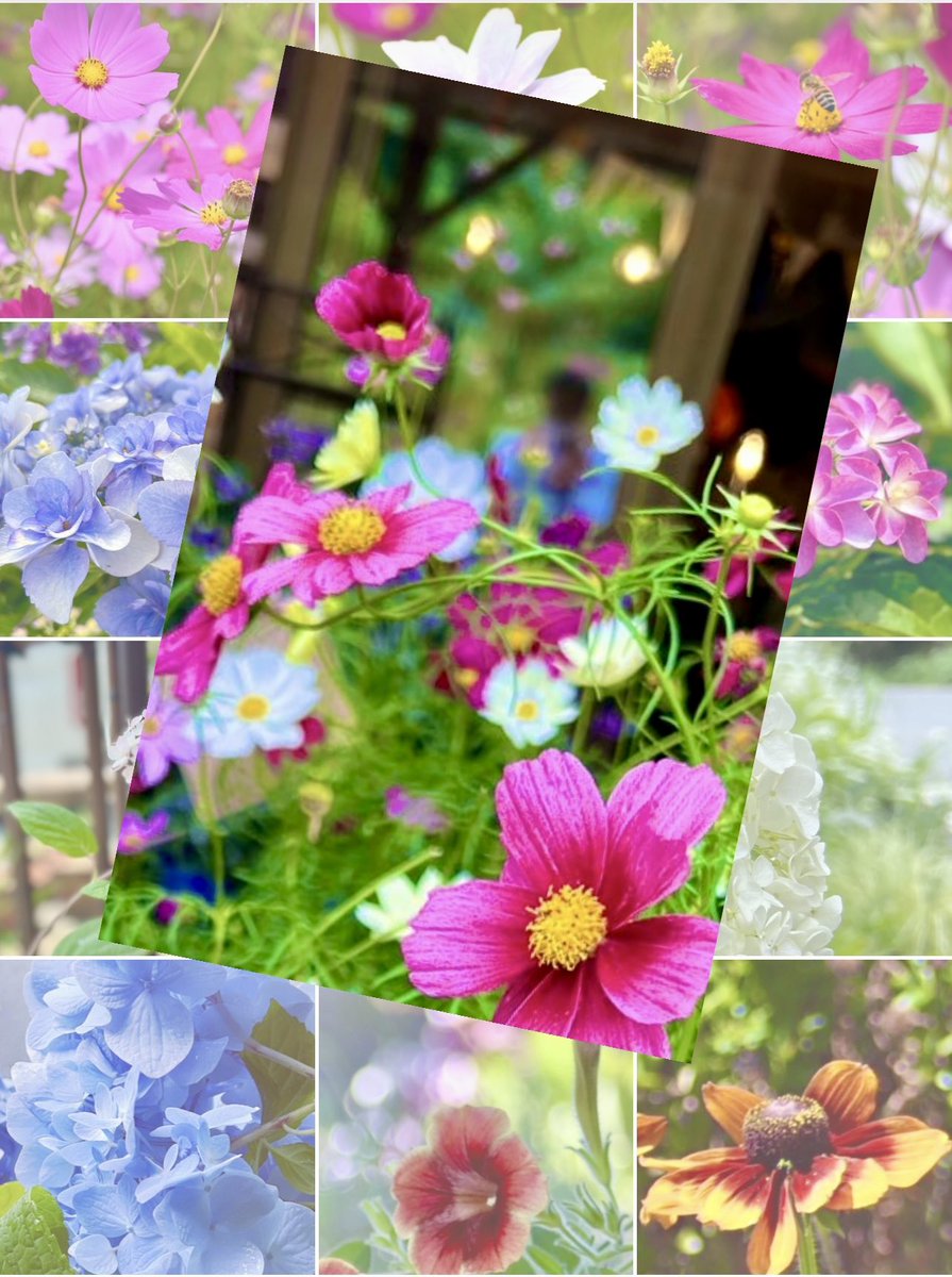 きっかどう(kiccado) tweet media