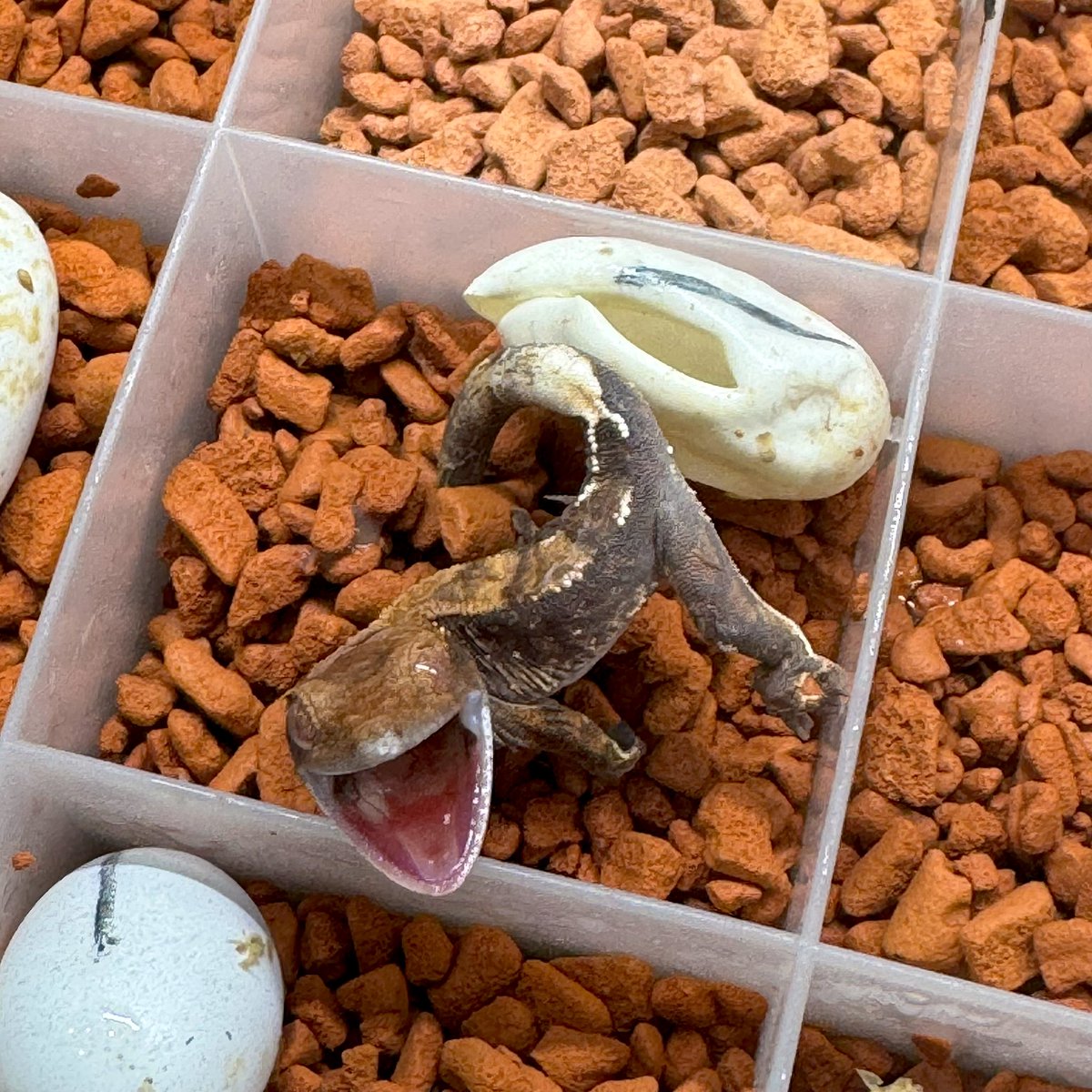 RadEye_reptiles's tweet image. 出てきて5秒でおこ😡
