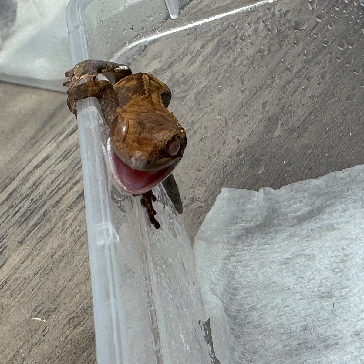 RadEye_reptiles's tweet image. 出てきて5秒でおこ😡