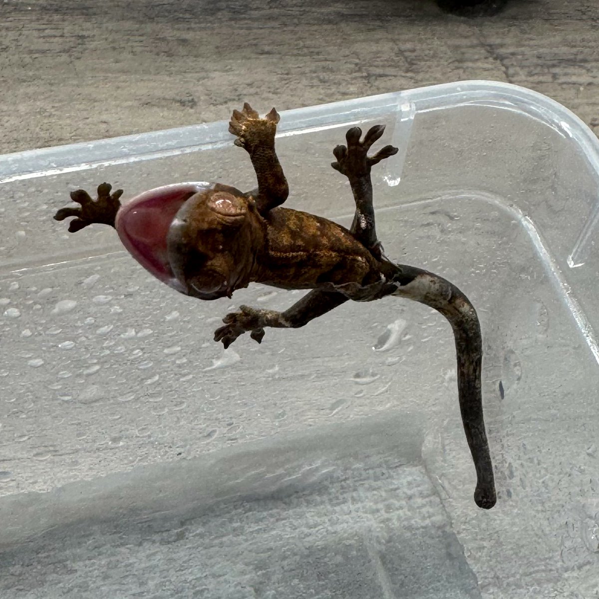 RadEye_reptiles's tweet image. 出てきて5秒でおこ😡