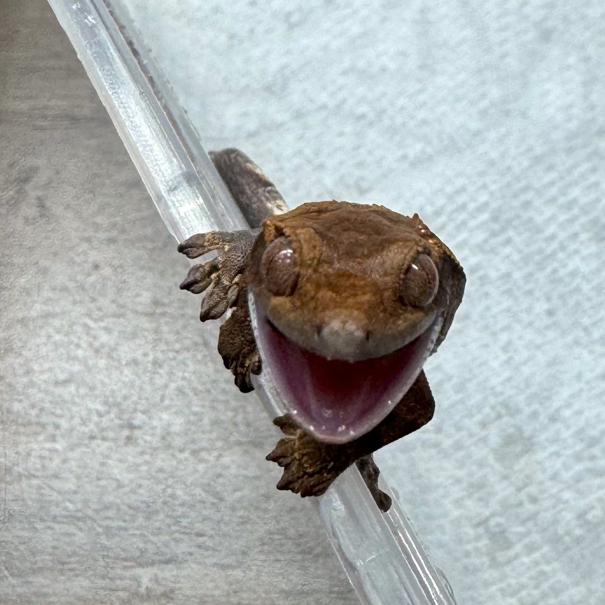 RadEye_reptiles's tweet image. 出てきて5秒でおこ😡