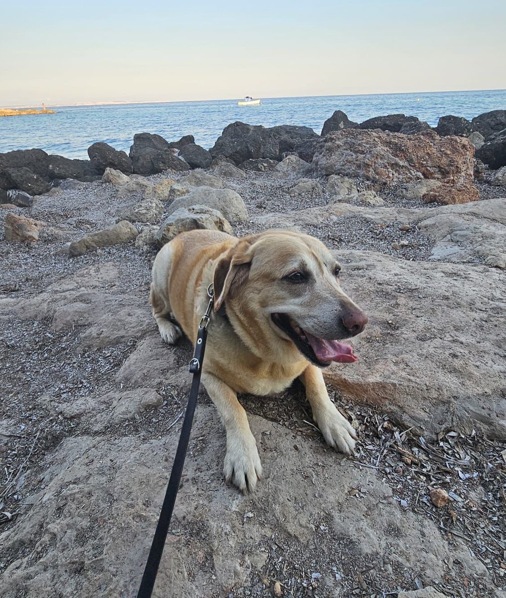 #Mallorca
Esta preciosidad es #POLEN. Un perro guía de 9 años, al cual le buscan nueva familia en Mallorca por fallecimiento de su humano.

Nos cuentan que es muy bueno y obediente. Y que es un perrete acostumbrado a estar las 24 h acompañado.

Contacto; 971 43 86 95 //