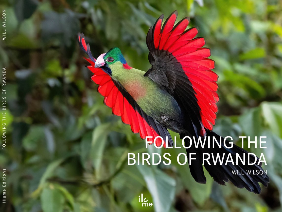2wsphotography's tweet image. 📣 New release alert!
I’m thrilled to share that Following the Birds of Rwanda is now available online.
Available now here at KomezArt:
👉 komezart.com/products/follo…
Bring a touch of Rwanda’s natural beauty into your home. 🇷🇼✨
#Rwanda