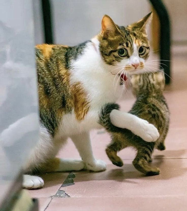 kittenstappn's tweet image. 