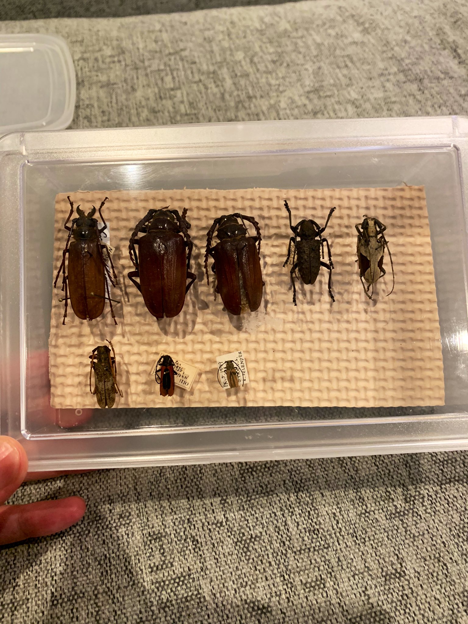 標本　まとめ売り 楽天市場】カブトムシ 標本（ホビー）の通販