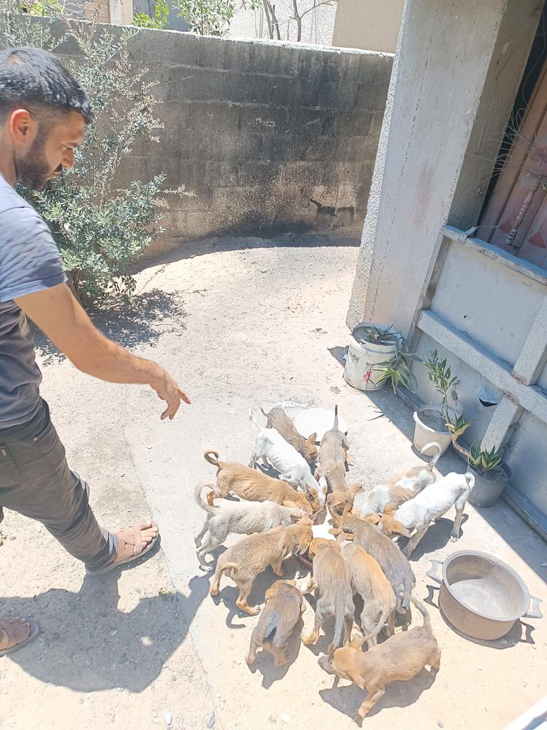 Hishamsousi's tweet photo. 😢💔The truth is painful, 😿🙏there is nothing we can offer the puppies today, 😰💔😭the situation is deteriorating and we are all going to the abyss, everyone here is hungry and food is becoming scarce,
🆘🙏🐾🐕please help urgently
🐾https://t.co/mlZdDKB7Wk🐕 https://t.co/TBG03Txs0L