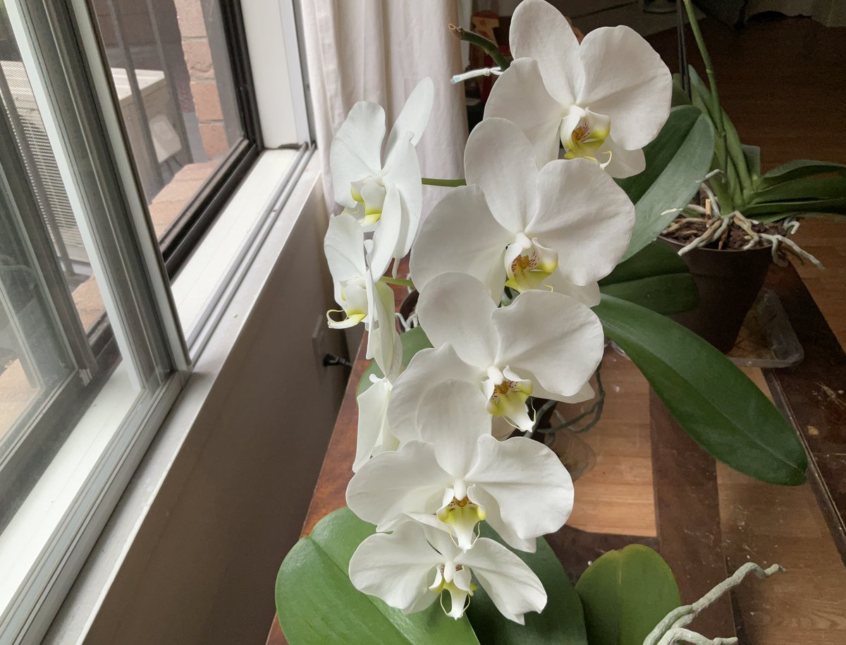 JoelVinette's tweet image. Happy Sunday, please enjoy my beautiful orchid Sonya! Wishing you a wonderful day filled with positivity and blessings. ✨