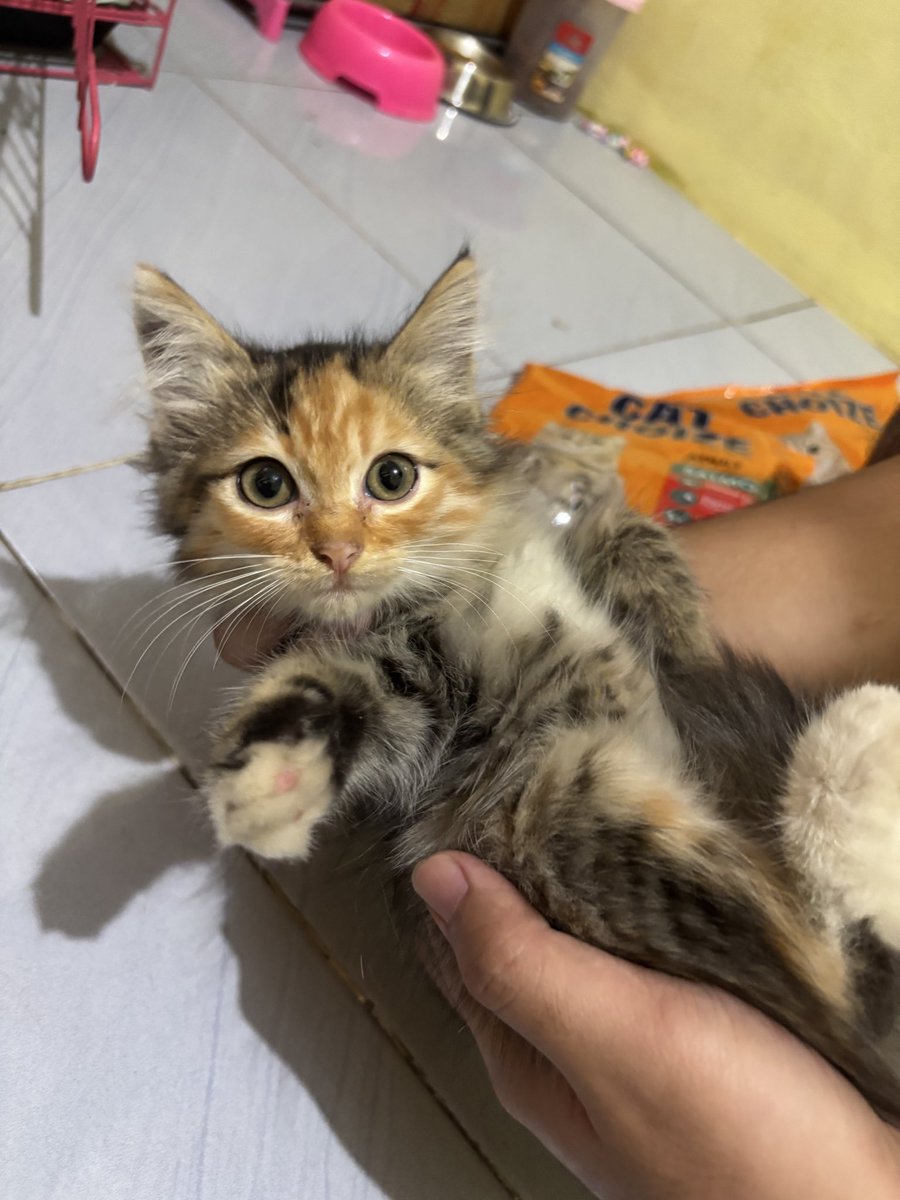 Ditemukan!!! KUCING HILANG ATAU NYASAR. Yg merasa punya tolong dm aku ya, tunjukin buktinya, daerah Depok
#kucinghilang #kucing #zonauang #zonajajan